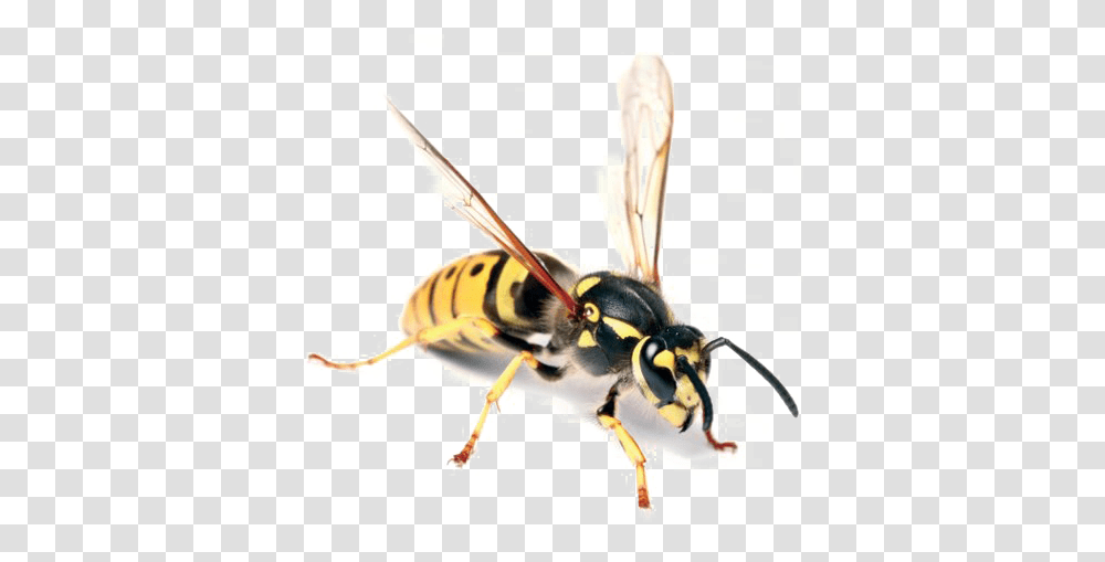 Wasp Free Image Hornet Bug, Bee, Insect, Invertebrate, Animal Transparent Png