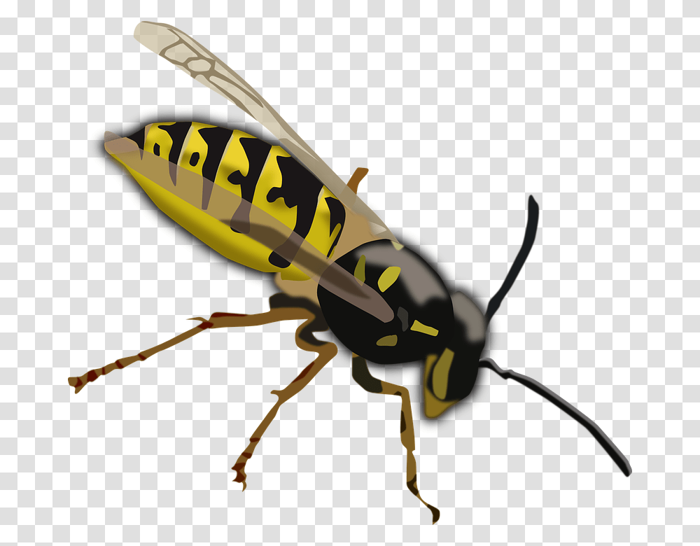 Wasp Hornet Bee Insect Sting Yellow Black Wings Wasp Clipart, Invertebrate, Animal, Andrena, Bow Transparent Png