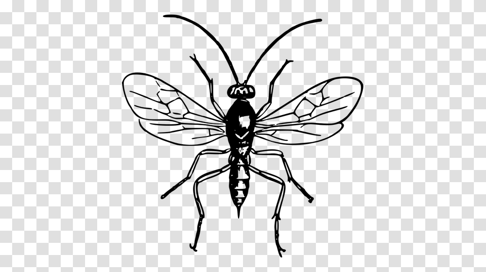 Wasp Image, Gray, World Of Warcraft Transparent Png