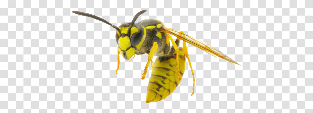 Wasp Images Free Download Wasp, Bee, Insect, Invertebrate, Animal Transparent Png