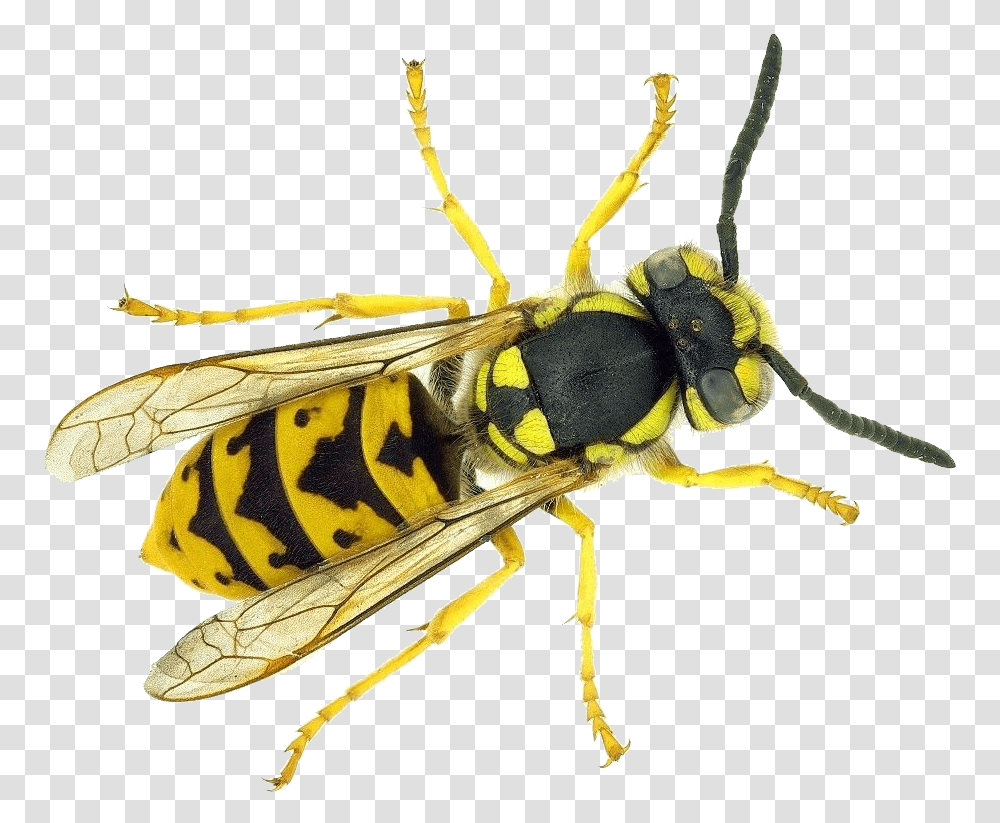 Wasp, Insect, Bee, Invertebrate, Animal Transparent Png