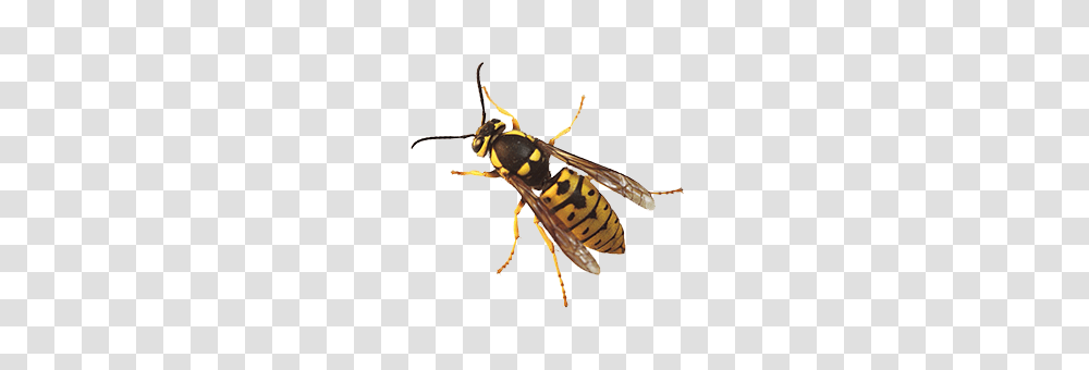 Wasp, Insect, Bee, Invertebrate, Animal Transparent Png