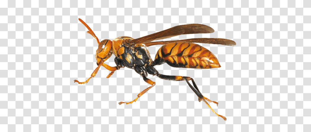 Wasp, Insect, Bee, Invertebrate, Animal Transparent Png