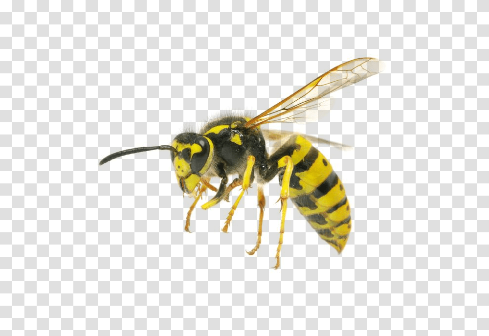 Wasp, Insect, Bee, Invertebrate, Animal Transparent Png