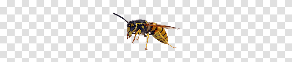 Wasp, Insect, Bee, Invertebrate, Animal Transparent Png