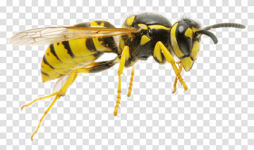 Wasp, Insect, Bee, Invertebrate, Animal Transparent Png