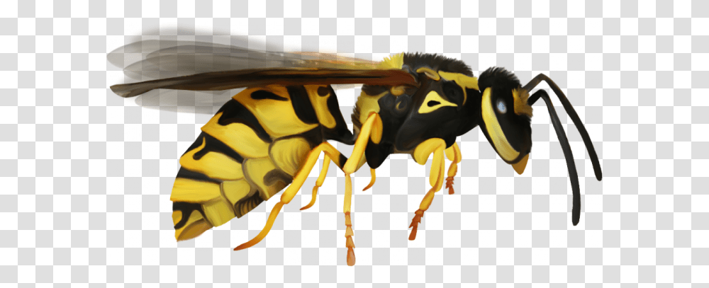 Wasp, Insect, Bee, Invertebrate, Animal Transparent Png