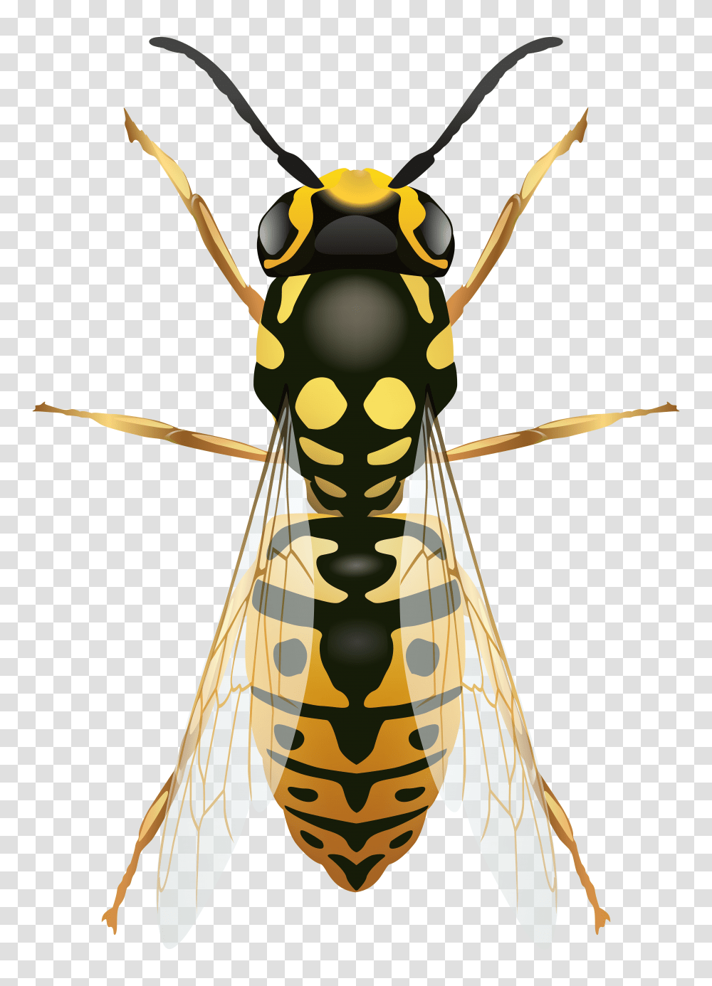 Wasp, Insect, Bee, Invertebrate, Animal Transparent Png