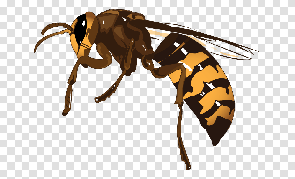 Wasp, Insect, Invertebrate, Animal, Bee Transparent Png