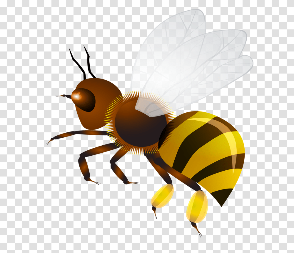 Wasp, Insect, Invertebrate, Animal, Honey Bee Transparent Png