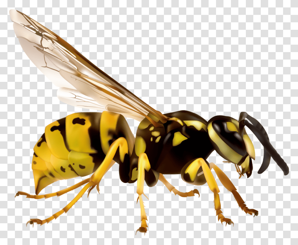 Wasp Japanese Giant Hornet, Bee, Insect, Invertebrate, Animal Transparent Png