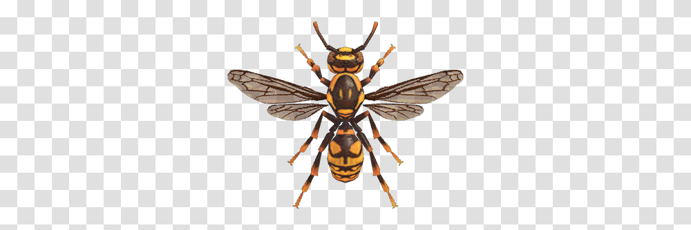 Wasp Nookipedia The Animal Crossing Wiki Animal Crossing New Horizons Wasp, Bee, Insect, Invertebrate, Hornet Transparent Png