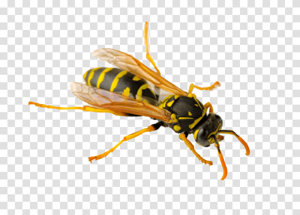Wasp Paper Wasps In Australia, Bee, Insect, Invertebrate, Animal Transparent Png