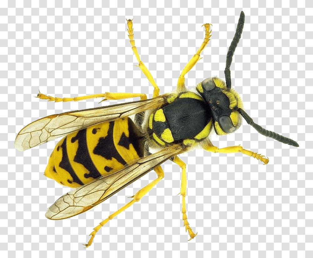 Wasp Vespula Germanica, Bee, Insect, Invertebrate, Animal Transparent Png