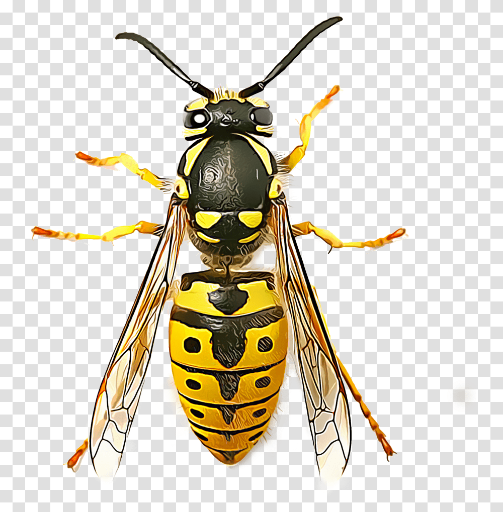 Wasp Wasp Seen From Above, Bee, Insect, Invertebrate, Animal Transparent Png