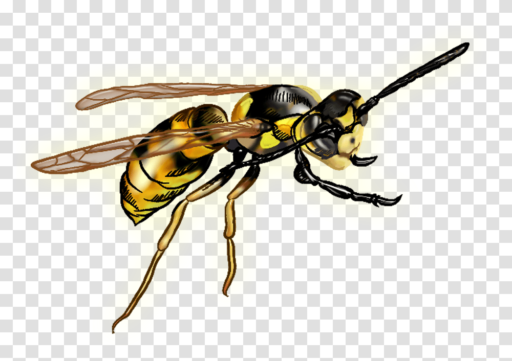 Wasp Wasp With Clear Background, Bee, Insect, Invertebrate, Animal Transparent Png
