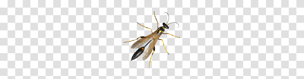 Wasps, Bee, Insect, Invertebrate, Animal Transparent Png