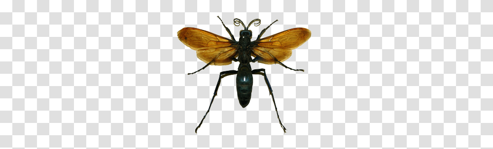 Wasps Bees Pest Control Exterminators Maryland Virginia, Insect, Invertebrate, Animal, Hornet Transparent Png