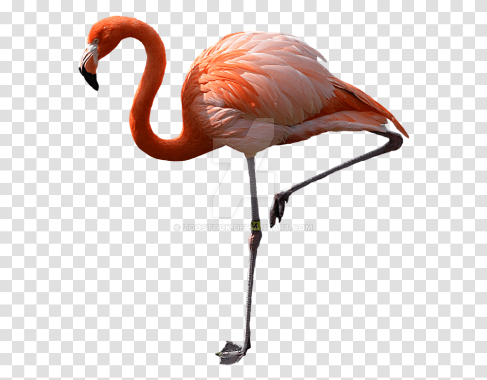Watch Pink Flamingos Flamant Rose Sur Une Patte, Bird, Animal, Beak Transparent Png