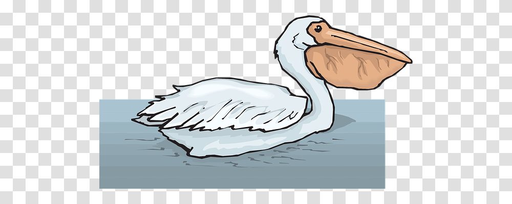 Water Animals, Pelican, Bird, Beak Transparent Png