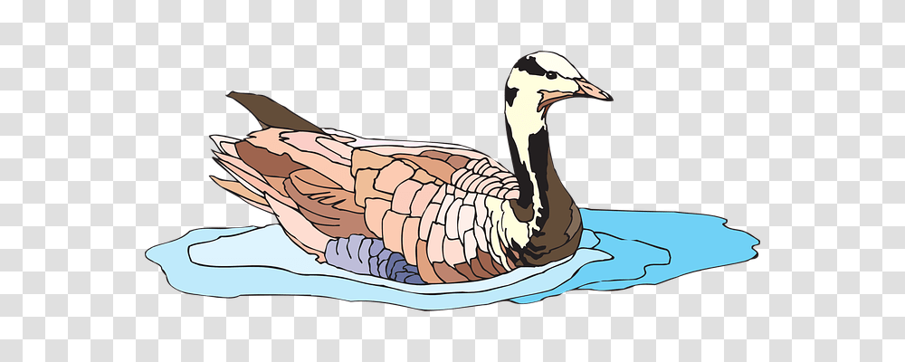 Water Animals, Goose, Bird, Duck Transparent Png