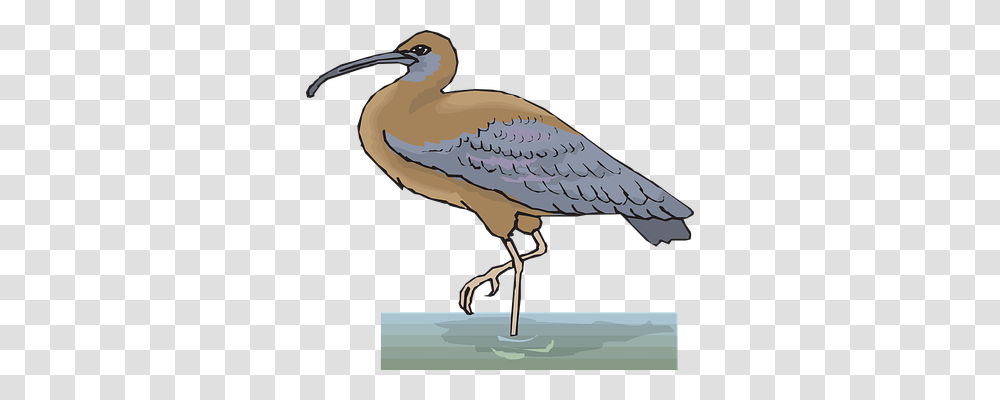 Water Animals, Bird, Beak, Stork Transparent Png