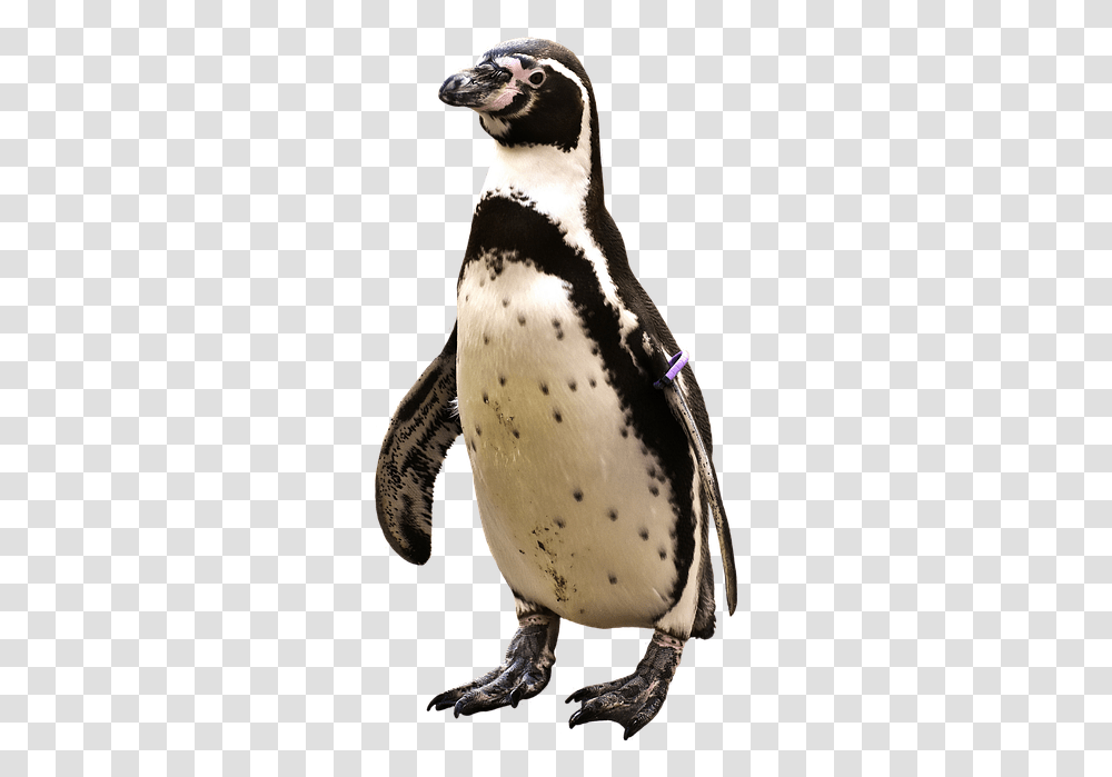 Water Animals, Bird, Penguin, King Penguin Transparent Png