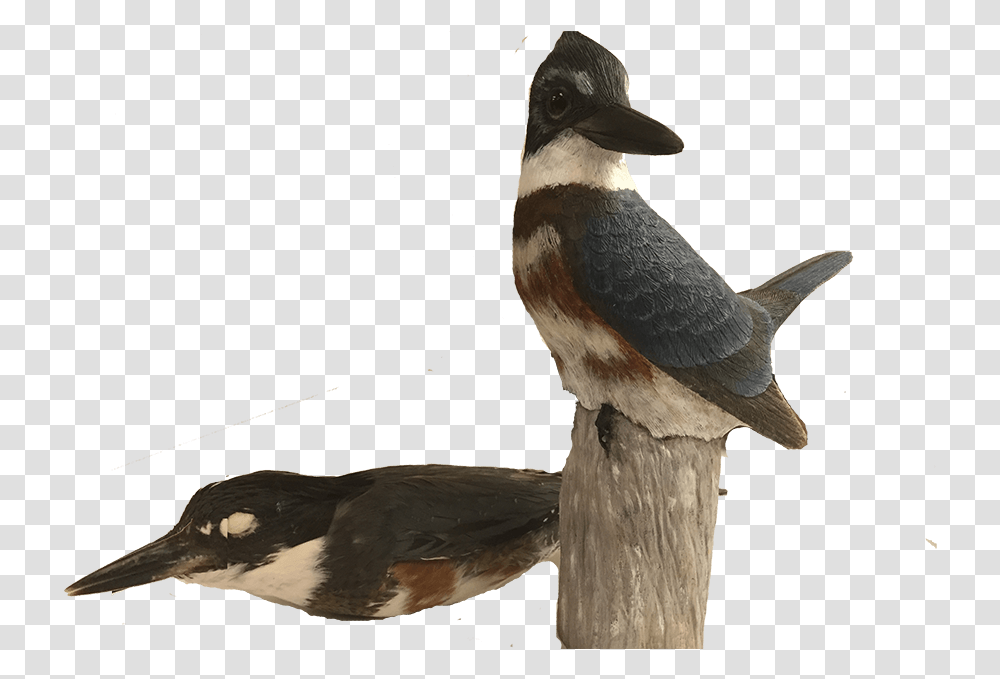 Water Bird, Animal, Jay, Wood, Waterfowl Transparent Png