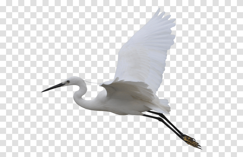 Water Bird, Animal, Waterfowl, Egret, Heron Transparent Png