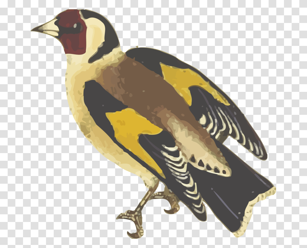 Water Birdbeakbird Finch, Animal, Jay Transparent Png