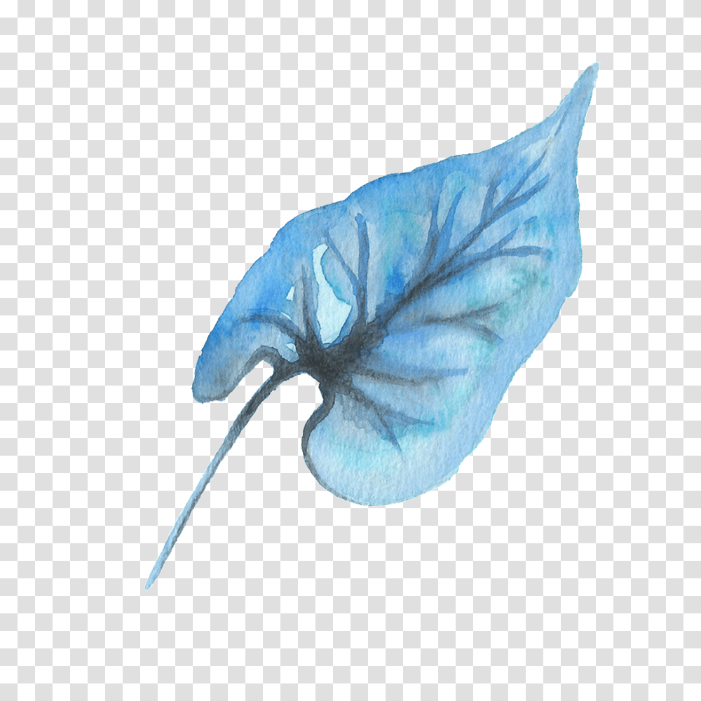 Water Blue Leaf Free Download Vector, Plant, Petal, Flower, Bird Transparent Png
