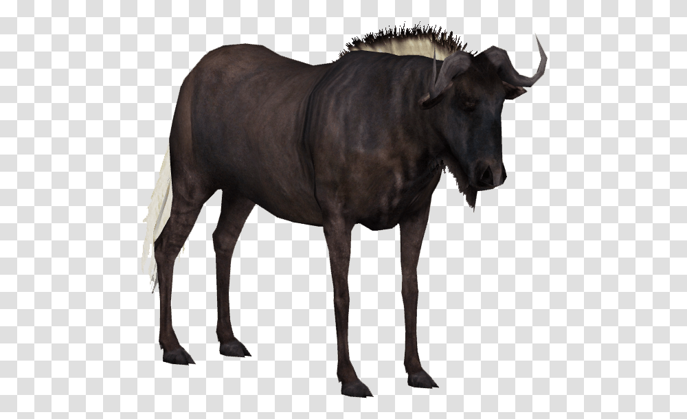 Water Buffalo Hd Photo Wildebeest Clear Background, Cow, Cattle, Mammal, Animal Transparent Png