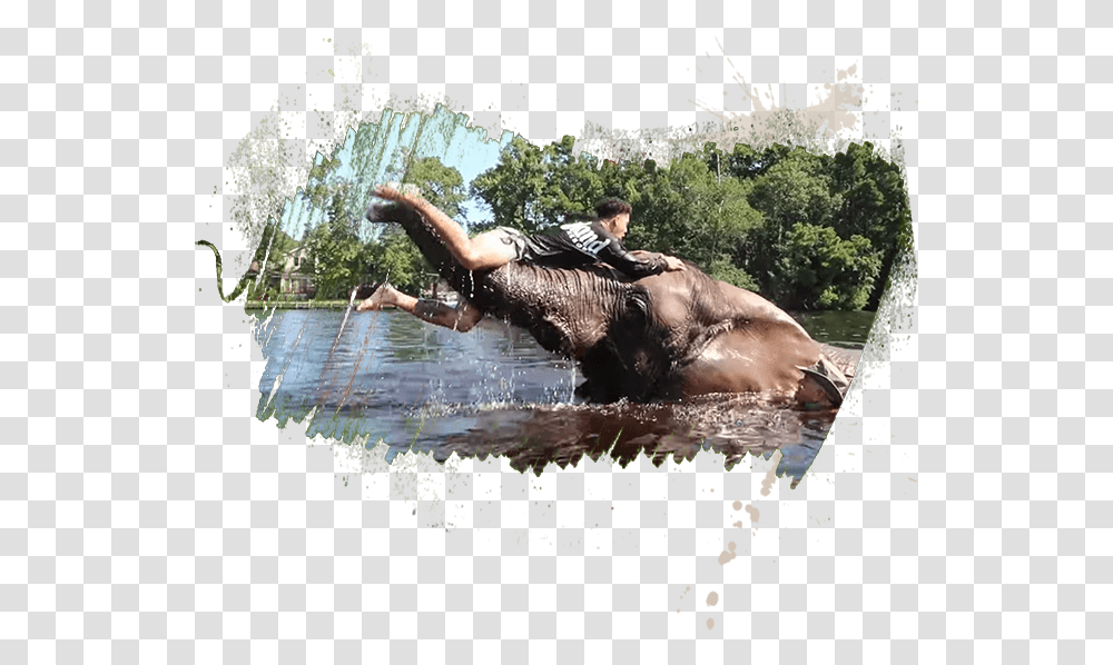 Water Buffalo, Vegetation, Plant, Tree, Person Transparent Png
