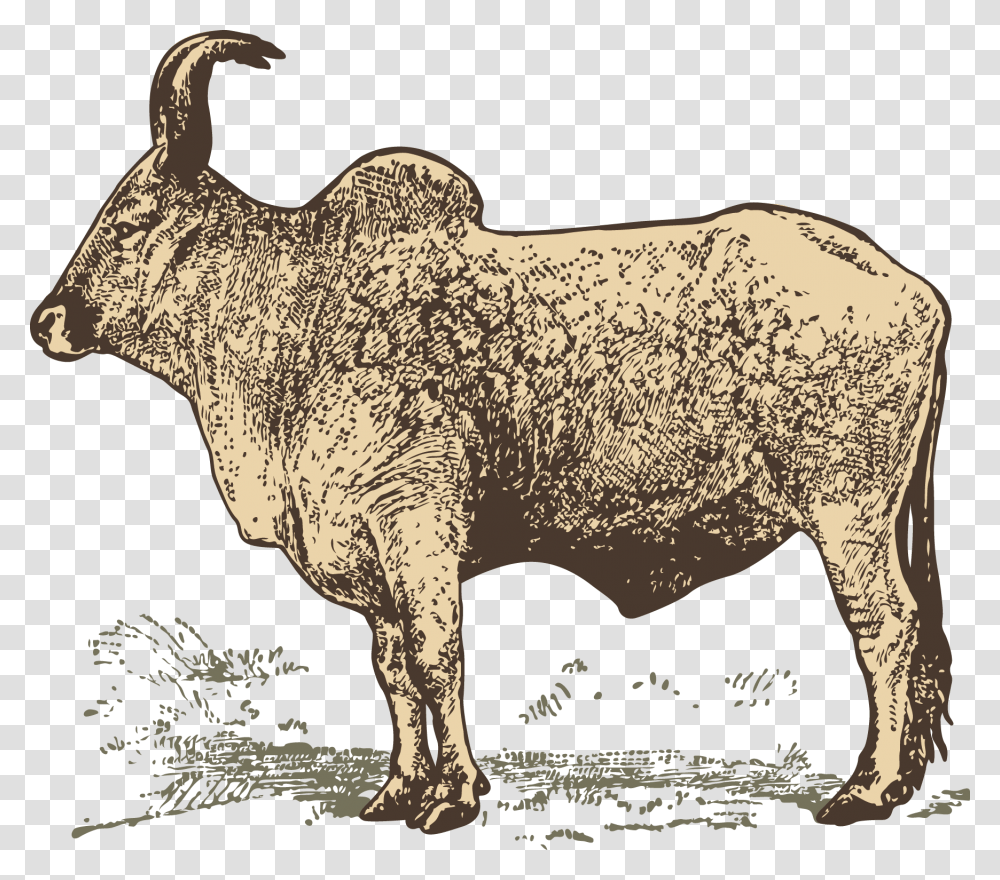 Water Buffalo Water Buffalo And Zebu, Bull, Mammal, Animal, Ox Transparent Png
