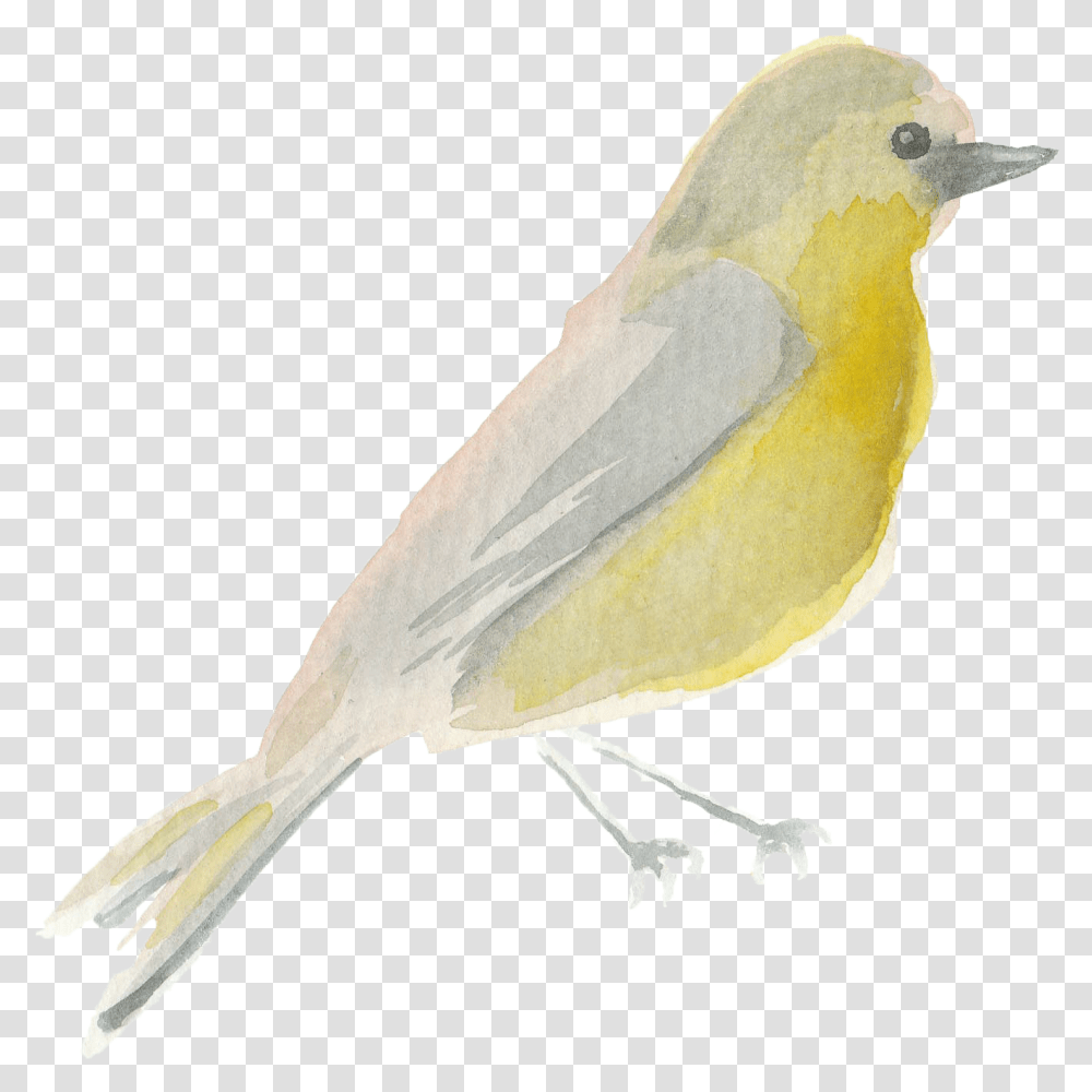 Water Color Bird Scarlet Tanager, Animal, Canary, Finch Transparent Png