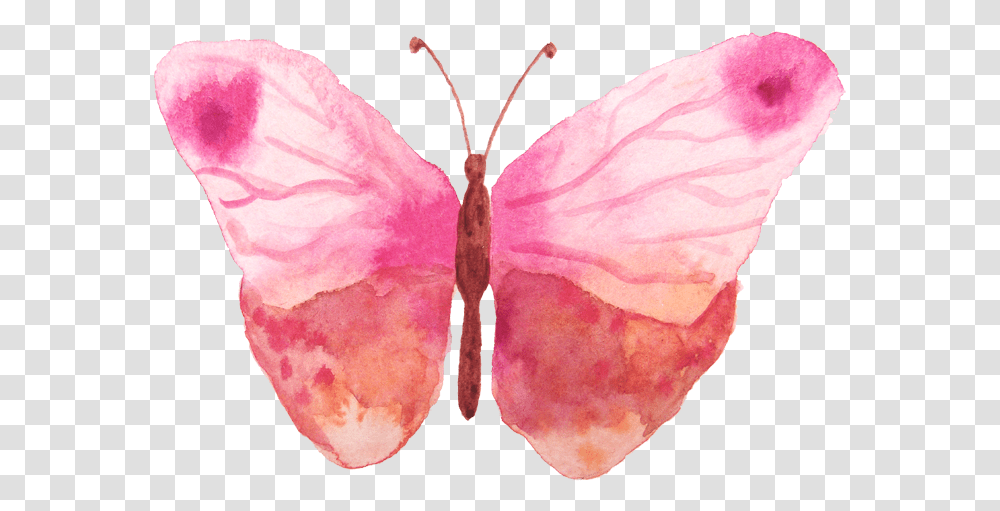 Water Color Butterfly, Plant, Petal, Flower, Blossom Transparent Png