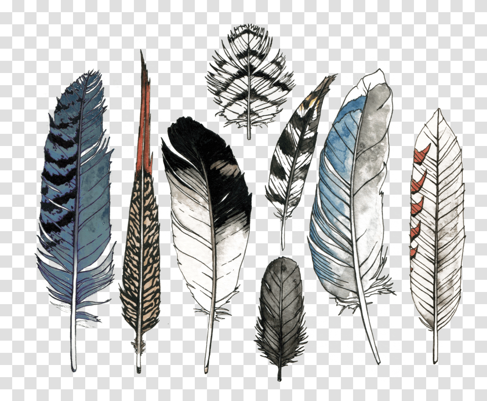 Water Color Feather Transparent Png