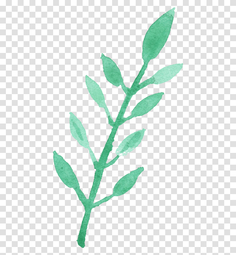 Water Color Leaf, Plant, Flower, Blossom, Grass Transparent Png
