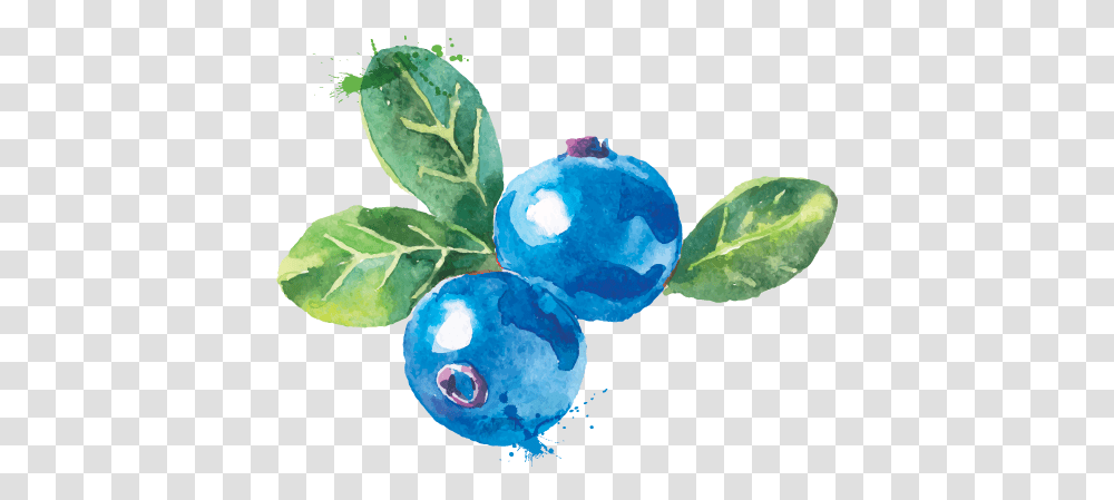 Water Colour Blueberry Watercolor Blueberries, Plant, Fruit, Food, Snowman Transparent Png