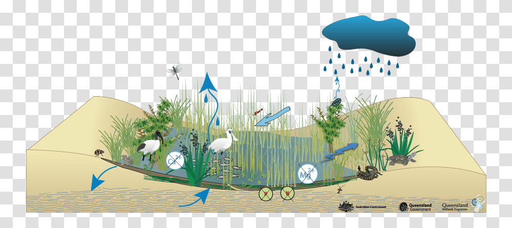Water Cycle In Swamp, Bird, Animal, Vegetation, Plant Transparent Png