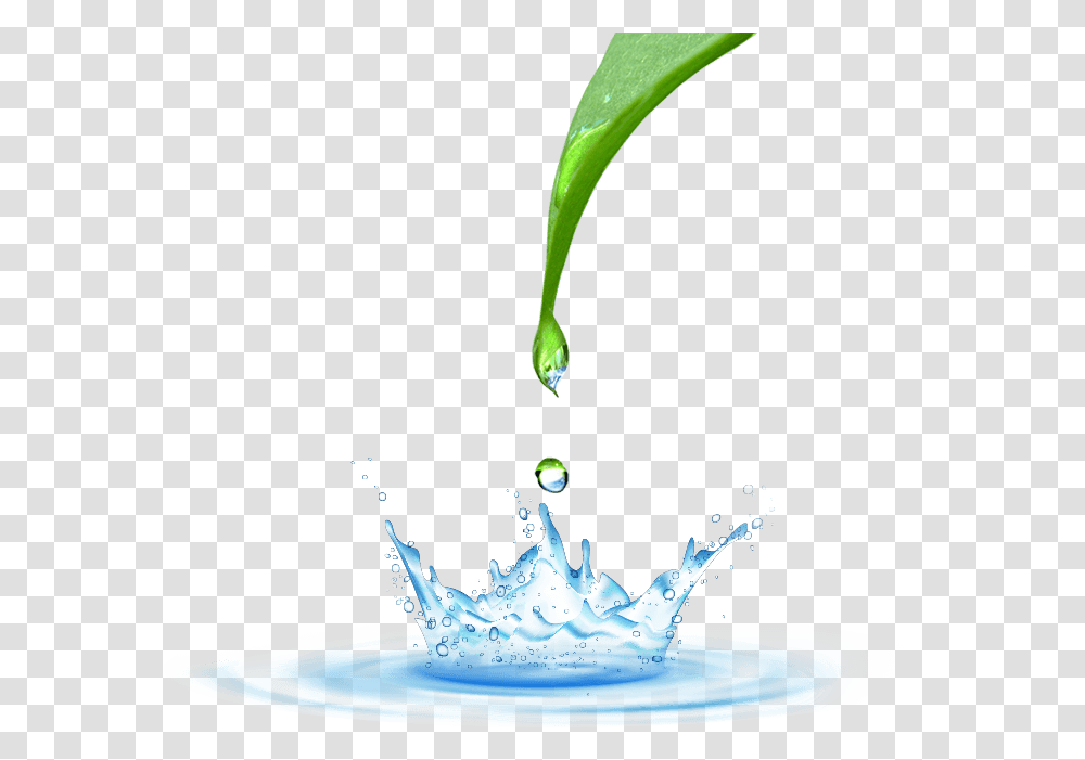 Water Drop, Droplet, Leaf, Plant, Outdoors Transparent Png