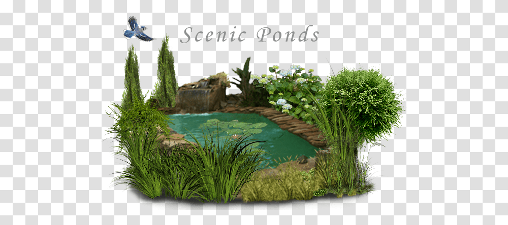 Water Features Ponds Water Pond Pond, Vegetation, Plant, Outdoors, Nature Transparent Png