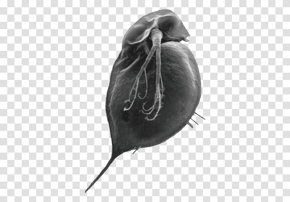 Water Flea Without A Pointed Helment And With A Small Water Flea, Plant, Produce, Food, X-Ray Transparent Png