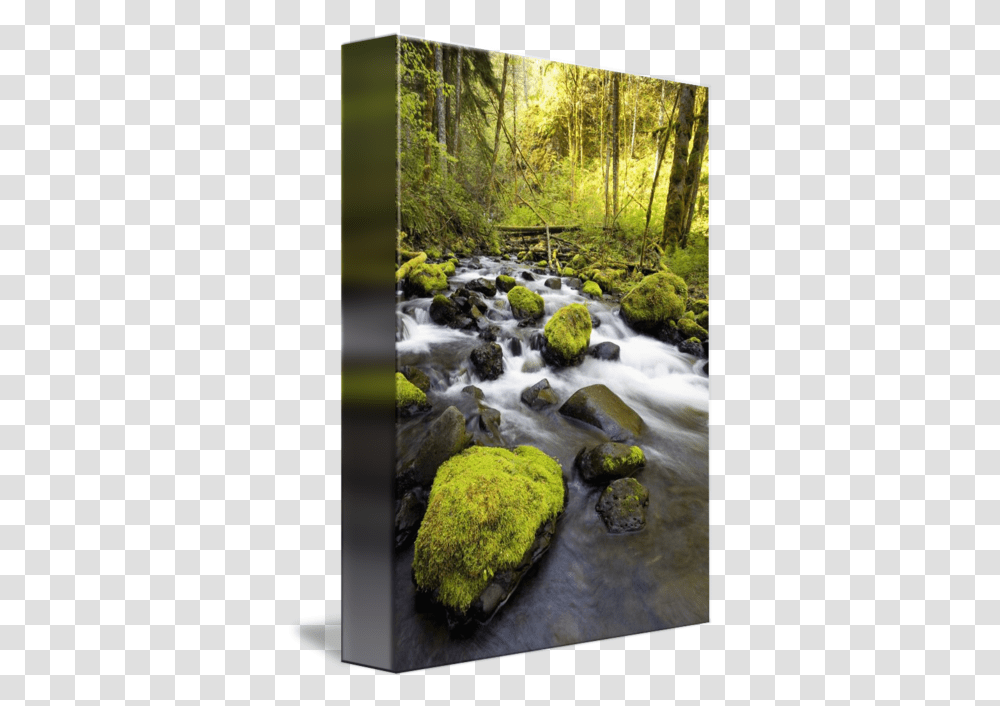 Water Flowing By Moss Covered Rocks In A Stream Design Pics Tributary, Nature, Outdoors, Creek, Plant Transparent Png