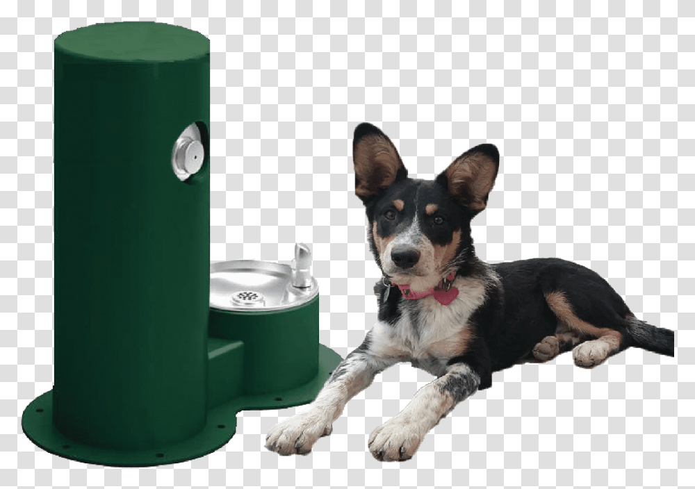 Water Fountain Drink Cool Cylinder, Dog, Pet, Canine, Animal Transparent Png