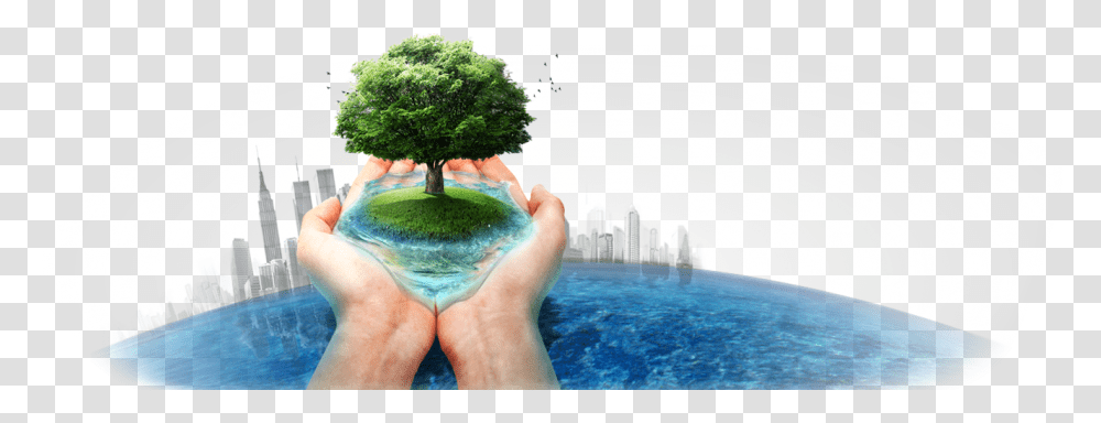 Water In Hand, Tree, Plant, Potted Plant, Vase Transparent Png