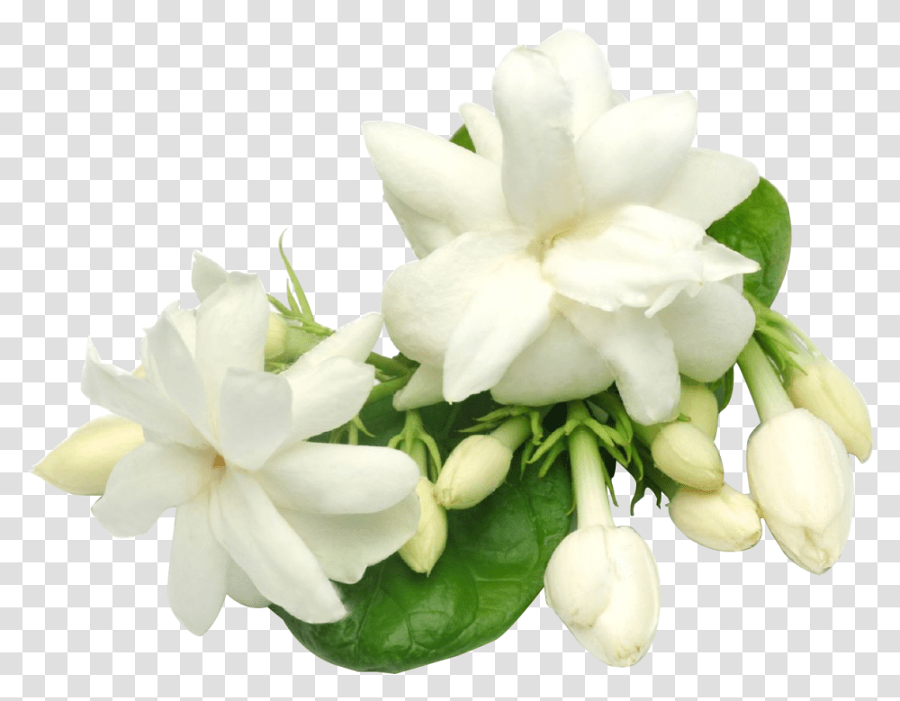 Water Jasmine, Plant, Flower, Blossom, Geranium Transparent Png