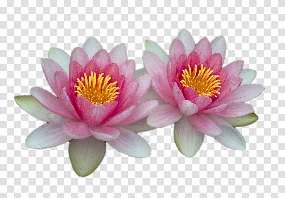 Water Lilies 960, Flower, Plant, Lily, Blossom Transparent Png
