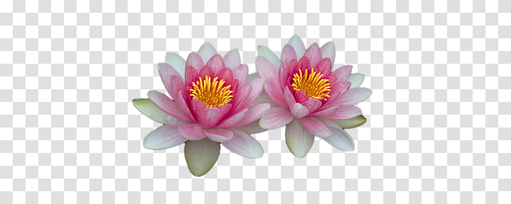 Water Lilies Nature, Plant, Lily, Flower Transparent Png