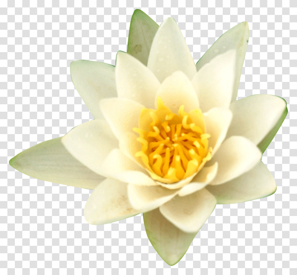 Water Lilies Nelumbo Nucifera Flower, Lily, Plant, Blossom, Pond Lily Transparent Png